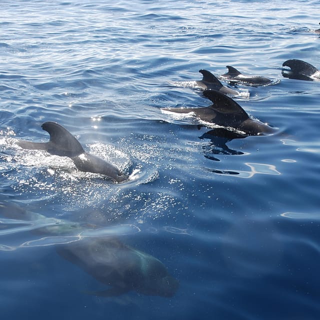 Tenerife: Whale and Dolphin Watching Boat Tour - Key points that make this tour worth your time