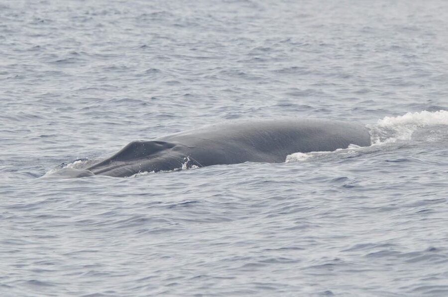 Tenerife: Whale and Dolphin Watching Boat Tour - Should you book the Whales Express Tenerife tour?
