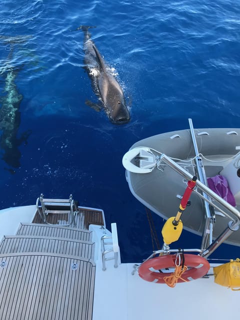 Tenerife: Whale and Dolphin Watching Boat Tour - Tenerife whale and dolphin watching: why Las Galletas works