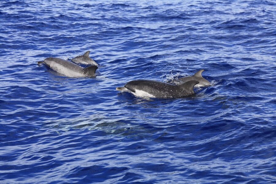 Tenerife: Whale and Dolphin Watching Boat Tour - The guide on board: what you’ll learn while you look