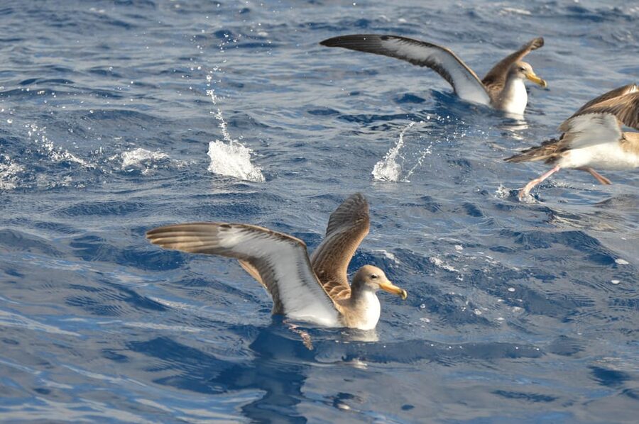 Tenerife: Whale and Dolphin Watching Boat Tour - What to bring so you stay comfy and photo-ready
