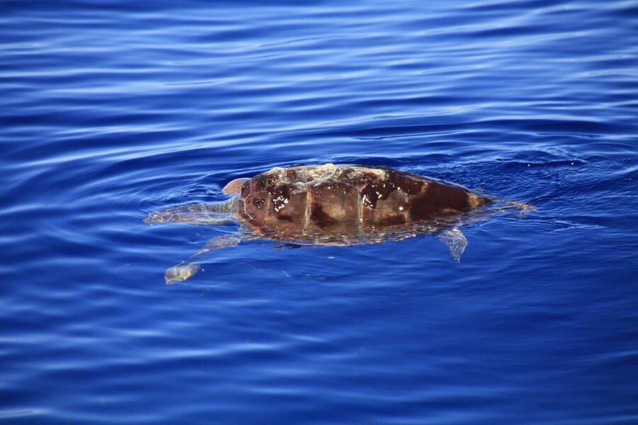 Tenerife: Whale and Dolphin Watching Boat Tour - Best for families, solo travelers, and groups who want something focused