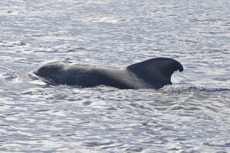 Tenerife: Whale and Dolphin Watching Boat Tour - Price and value: is $53 worth it?