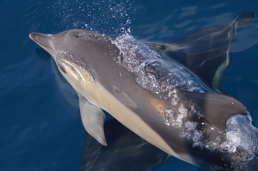 Tenerife: Whale and Dolphin Watching Boat Tour - Quick ethical tips that make your viewing better