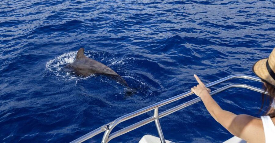 Tenerife: Whale and Dolphin Watching Tour by Sailboat - Why This 3-Hour Tenerife Boat Trip Works So Well