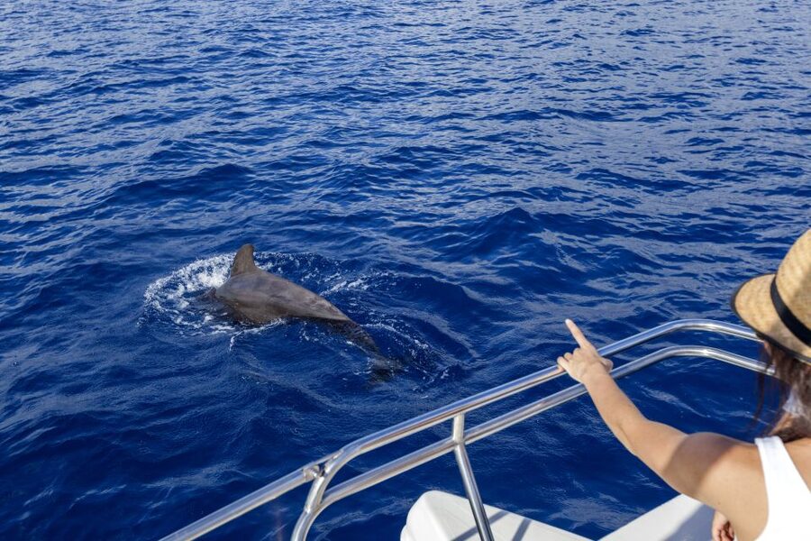 Tenerife: Whale and Dolphin Watching Tour by Sailboat - How the Crew Finds Whales and Dolphins off Costa Adeje