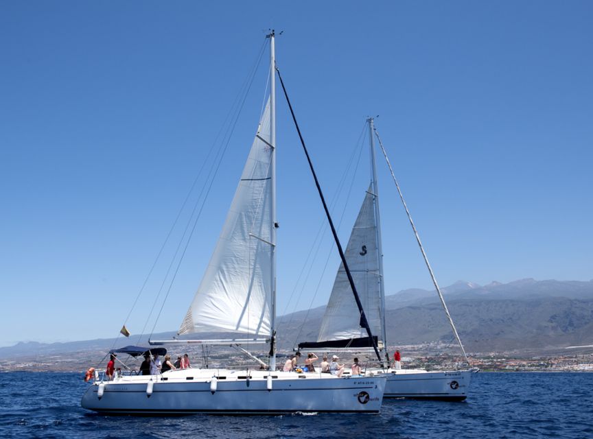 Tenerife: Whale and Dolphin Watching Tour by Sailboat - What to Expect If You Get Seasick or Feel Wind-Cooled