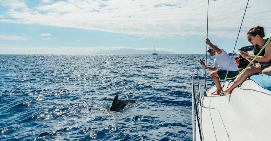 Tenerife: Whale & Dolphin Watching with Drinks and Snacks - Key things I’d plan around