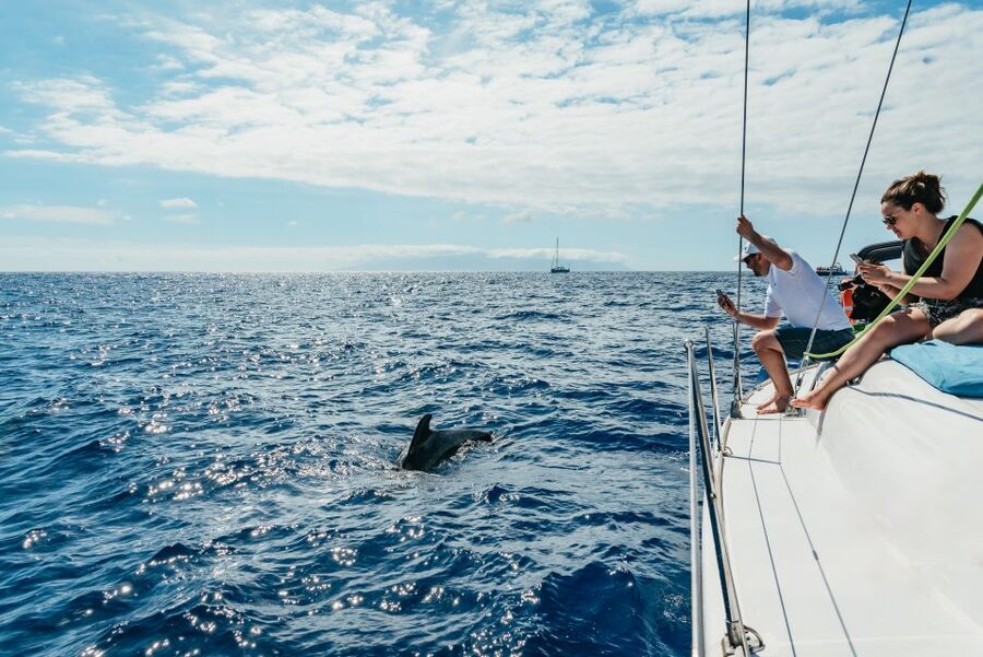 Tenerife: Whale & Dolphin Watching with Drinks and Snacks - Southern Tenerife whale watching on a small yacht, not a cattle boat