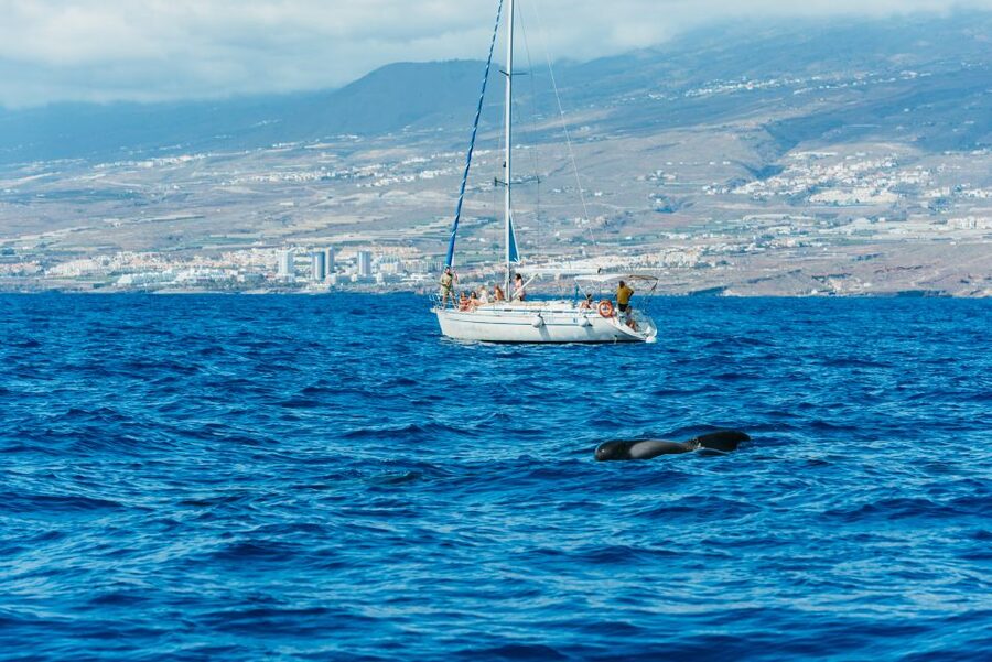 Tenerife: Whale & Dolphin Watching with Drinks and Snacks - Price and value: is $77 a good deal for this 3-hour cruise?