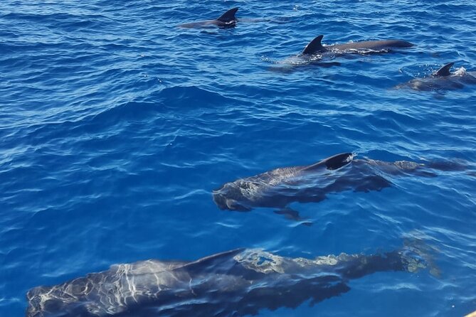 Tenerife Whale Watching and Snorkeling Yacht Trip - Wildlife timing, sea conditions, and what to do with the snorkeling trade-off