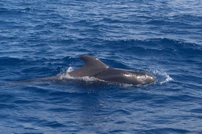 Tenerife Whale Watching and Snorkeling Yacht Trip - Should you book this Tenerife whale watching and snorkeling yacht trip?