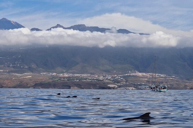 Tenerife Whale Watching and Snorkeling Yacht Trip - The 3-hour flow: whale watching, then time to swim