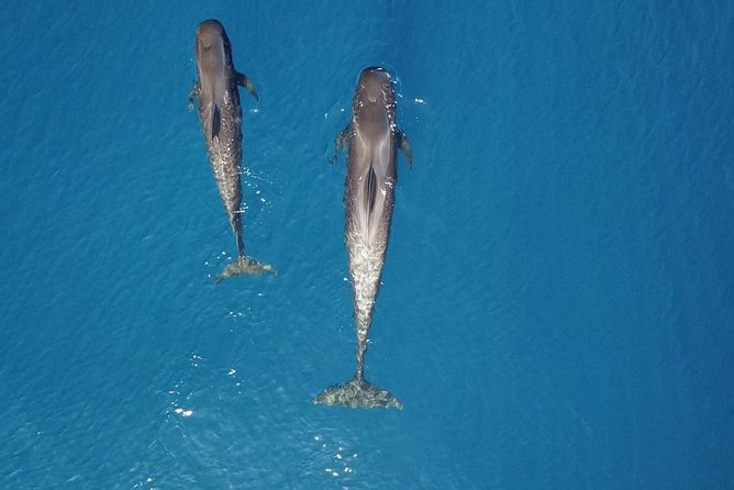 Tenerife Whale watching on private charter - Meals, drinks, and onboard service that keeps the day relaxed