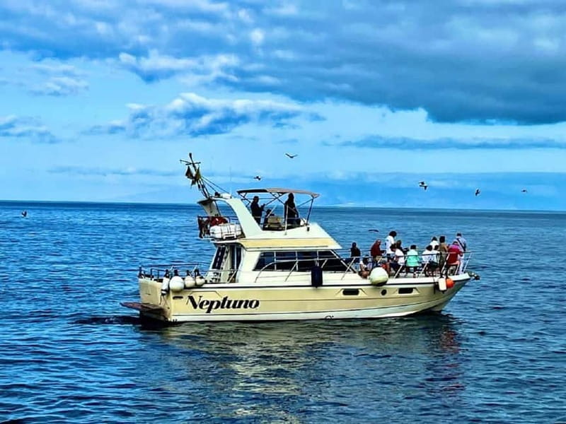 Tenerife: Whale watching tour with swim and lunch on yacht for 22 passengers - Key highlights you’ll actually care about