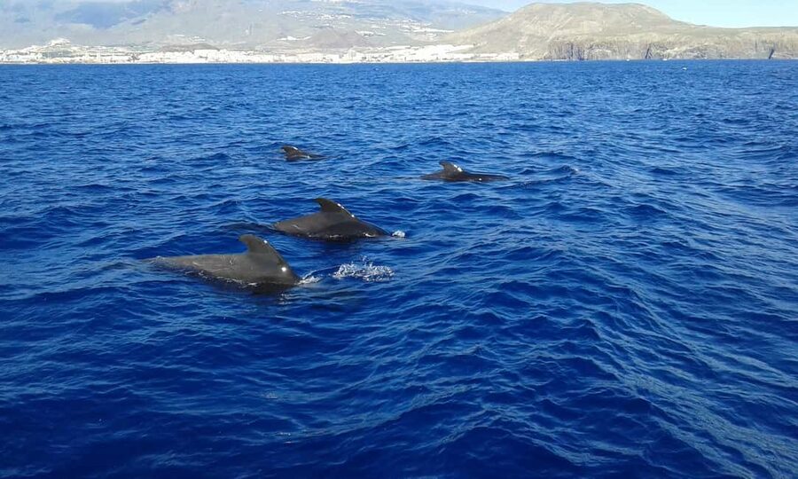 Tenerife: Whale watching tour with swim and lunch on yacht for 22 passengers - The 3-hour rhythm: coach ride, whale watching, then swim and lunch