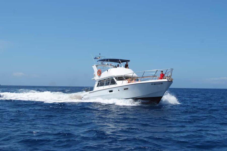 Tenerife: Whale watching tour with swim and lunch on yacht for 22 passengers - Whale watching time: what you look for and how the guide helps