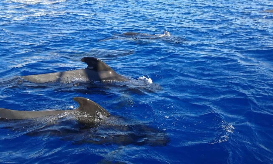 Tenerife: Whale watching tour with swim and lunch on yacht for 22 passengers - The cliffs and swim stop: your best time for photos and water time