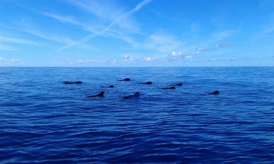 Tenerife: Whale watching tour with swim and lunch on yacht for 22 passengers - Lunch on the high seas: what’s included, and what it means for value