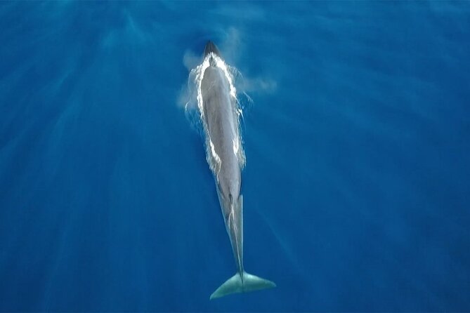 Tenerife Whales and Dolphins Watching Experience in Catamaran - Key highlights that make this tour work