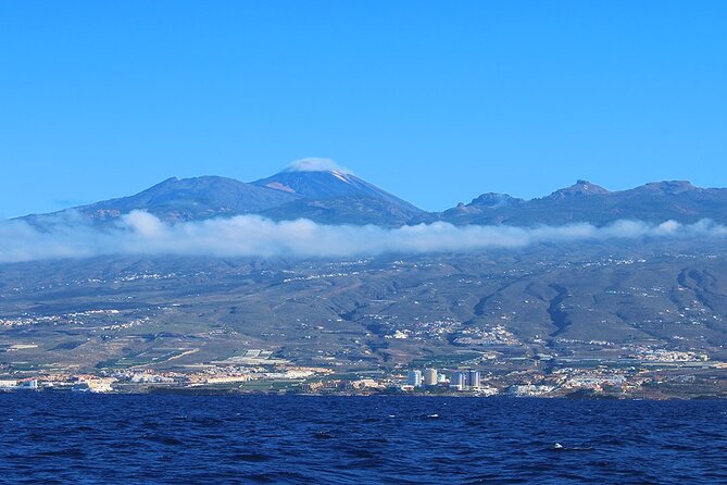 Tenerife Whales and Dolphins Watching Experience in Catamaran - The 3-hour flow: from Costa Adeje out to the cove swim stop