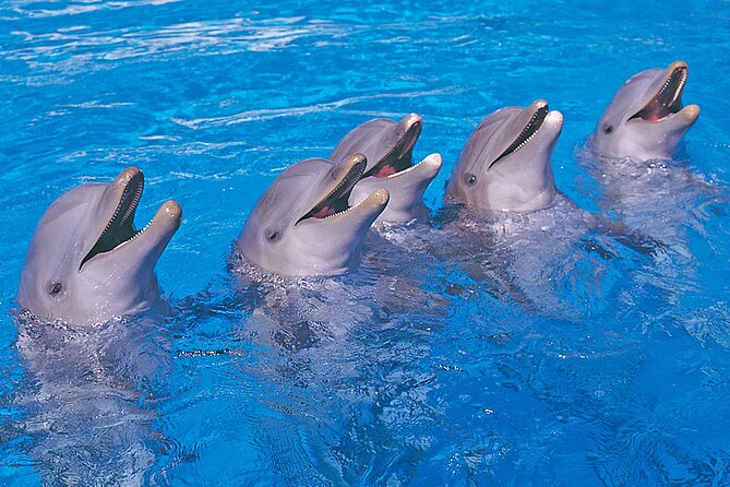 Ticket to Aqualand Tenerife - Slides for all ages, not just the brave ones