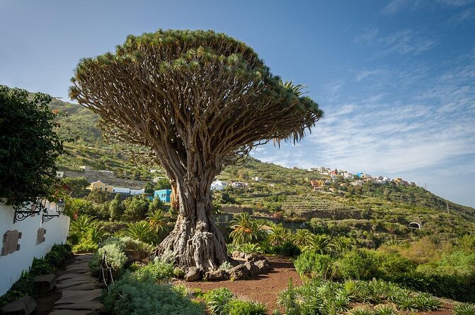 Ticket to Parque del Drago in Tenerife - Key Points at a Glance