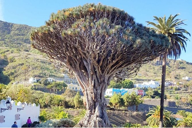 Ticket to Parque del Drago in Tenerife - Parque del Drago Tickets in Icod de los Vinos: What You’re Actually Buying