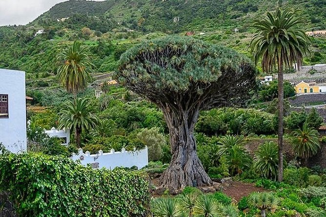 Ticket to Parque del Drago in Tenerife - What I’d Do With 3 Hours at Parque del Drago