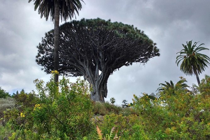Ticket to Parque del Drago in Tenerife - Who This Ticket Suits Best