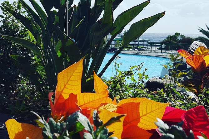 Tour Around the Island - Private VIP Tour in Tenerife - El Drago Milenario: one stop that’s truly worth the short time