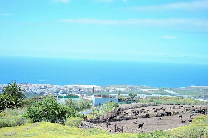 Tour Around the Island - Private VIP Tour in Tenerife - El Palmar de Vejer: the agricultural valley drive-through