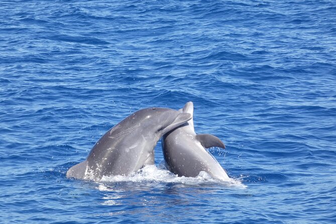 Tour with Whale and Dolphin Watching plus food included - What you can realistically spot: dolphins, pilot whales, seabirds