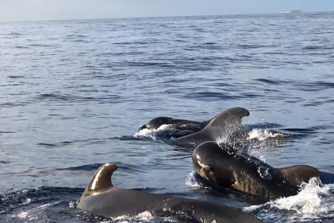 Tour with Whale and Dolphin Watching plus food included - Who this cruise fits best (and who should choose differently)
