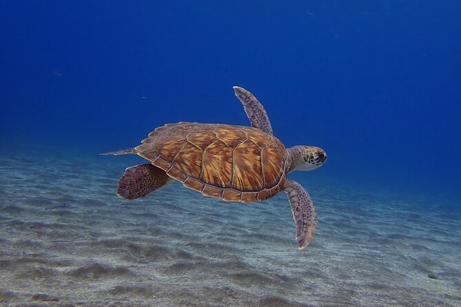 Try Dive in Abades Bay with a private instructor - Key Highlights You’ll Actually Notice