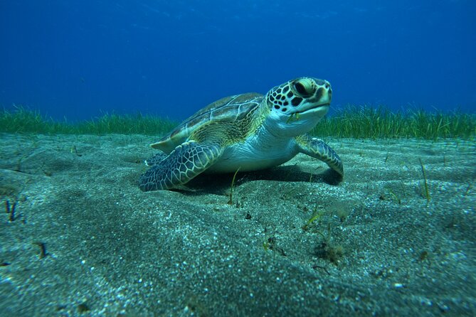 Try Dive in Abades Bay with a private instructor - Abades Bay: Why This Side of Tenerife Feels Quieter Underwater
