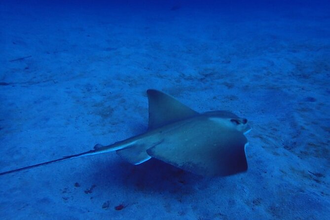 Try Dive in Abades Bay with a private instructor - From Meeting Point to the Beach: How the 3 Hour Flow Works