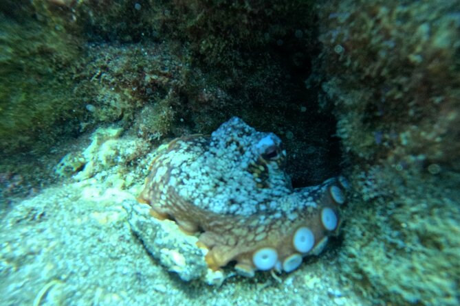 Try Dive in Abades Bay with a private instructor - Gear Fitting and Safety Briefing: The Part That Builds Confidence