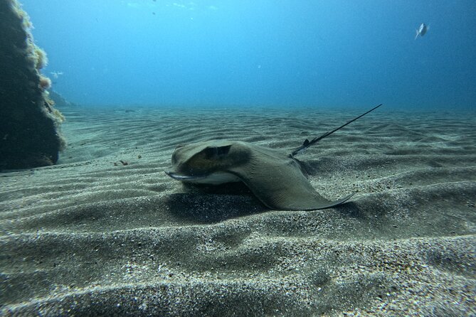 Try Dive in Abades Bay with a private instructor - Price and Value: What $98.40 Buys You (And Why It Can Be Worth It)