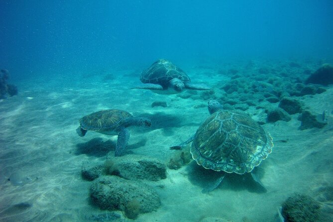 Try Scuba Diving in a turtle area (boat) - Marine sightings and the turtle factor, set expectations like a pro
