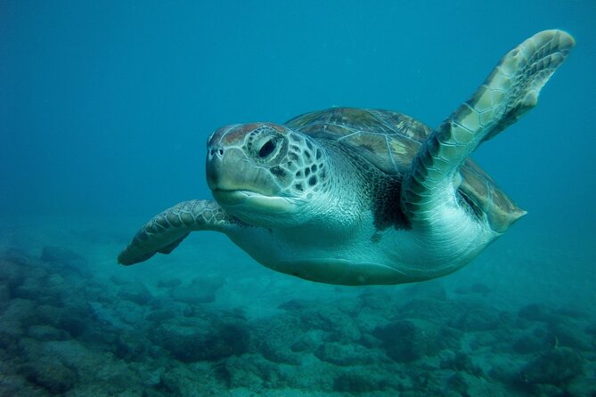 Try Scuba Diving in a turtle area (boat) - Small group size and one-person coaching, why it matters