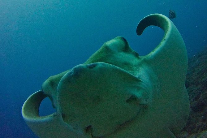 TRY SCUBA DIVING with a Dedicated Instructor - Key Things That Make This Try Session Worth It
