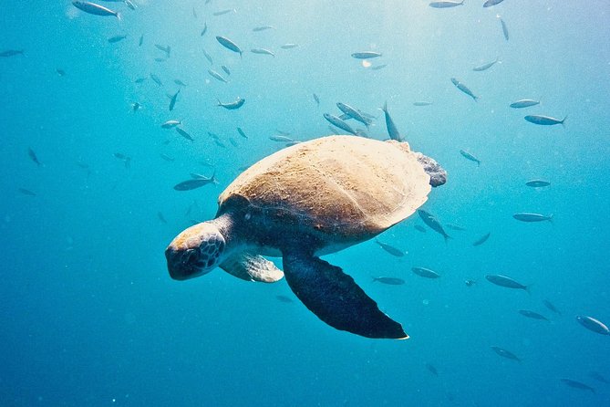 TRY SCUBA DIVING with a Dedicated Instructor - Gear Rental Is Included, So You Can Skip the Packing Puzzle