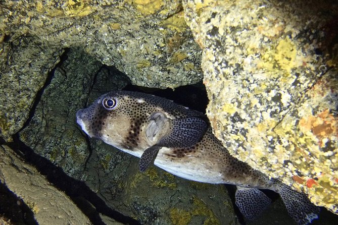 TRY SCUBA DIVING with a Dedicated Instructor - What Happens Underwater: Your First SCUBA Experience, Guided Step-by-Step