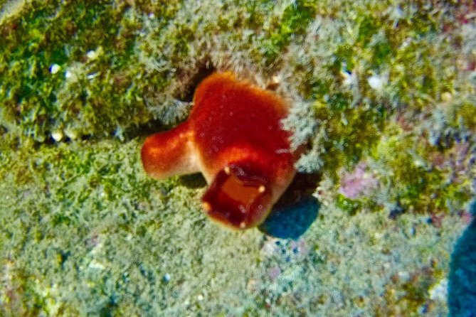 TRY SCUBA DIVING with a Dedicated Instructor - Price and Value: Why $145.12 Can Actually Be a Good Deal
