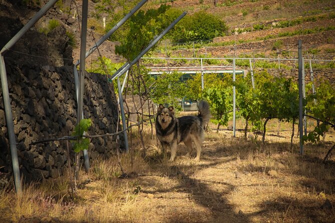 Visit to Arafo Mountain Vineyard and Organic Wine Tasting - What the vineyard walk is really teaching you