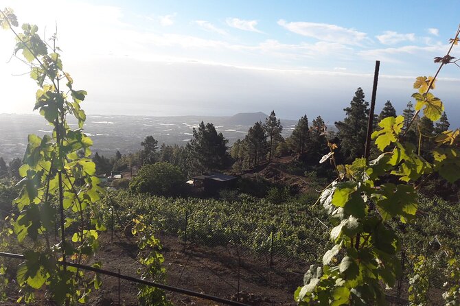 Visit to Arafo Mountain Vineyard and Organic Wine Tasting - Group size and the drive up to the vines