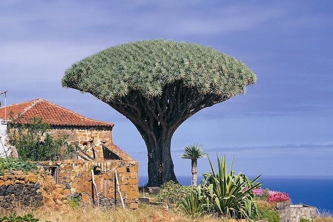 Volcano Teide - Masca ravine. Guided Tour from Puerto de la Cruz - Tenerife - Pickup timing and the mountain road reality