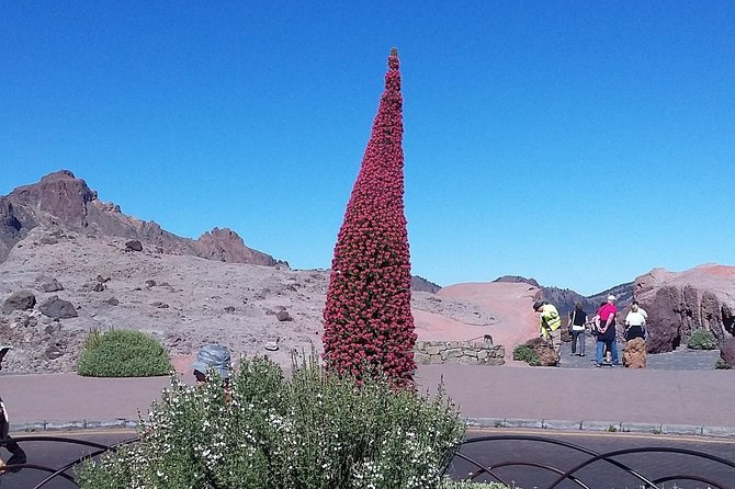 Volcano Teide - Masca ravine. Guided Tour from Puerto de la Cruz - Tenerife - Lunch reality: what you should expect, and how to plan around it