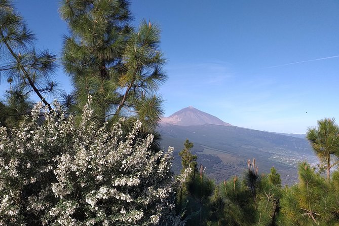 Volcano Teide National Park And North Of The Island VIP TOUR - Icod de los Vinos and the Millenary Dragon Tree